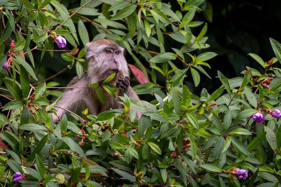 Endangered-Philippine-Long-Tailed-Macaque-Rescued-and-Handed-Over-to-Authorities-in-Angeles-City