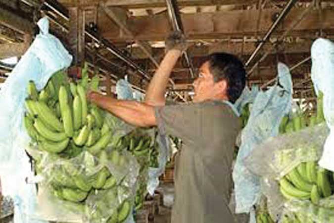 Philippine-Banana-Industry-Faces-Decline-Amid-Growing-Regional-Competition-and-Trade-Challenges