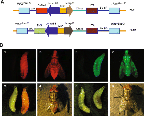 First-US-Case-of-New-World-Screwworm-Parasite-Confirmed-in-Returning-Traveler