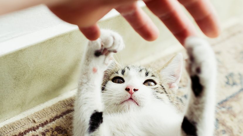 Ingenious-Pet-Owner-Uses-Kitten-to-Lure-Mother-Cat-Home-in-Bulacan