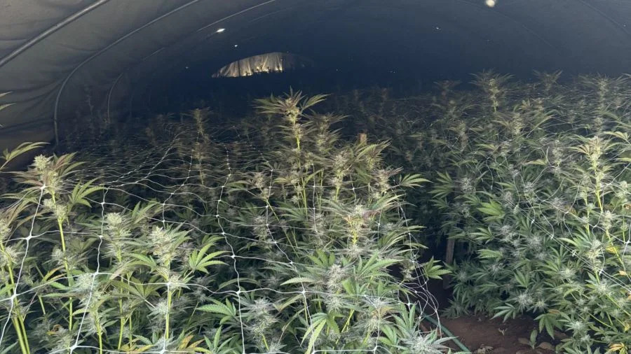 Authorities-Eradicate-P3.6-Million-Worth-of-Marijuana-Plants-in-Ilocos-Sur-Operation