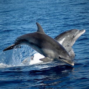 mediterraneans-first-dolphin-sanctuary-to-open-off-italy-in-2026